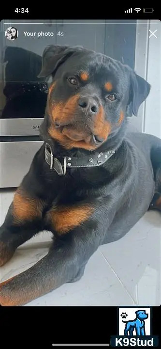 a rottweiler dog with a collar