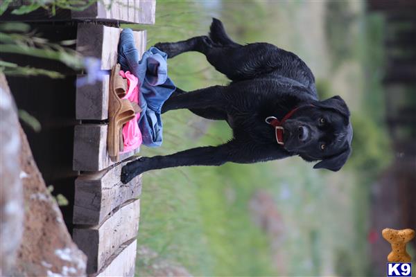 a black labrador retriever dog standing on a leash