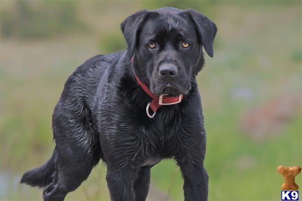 a black labrador retriever dog with a red collar