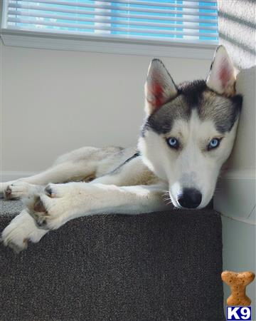 a siberian husky dog lying on a couch