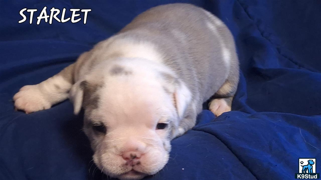 a old english bulldog puppy lying on a bed