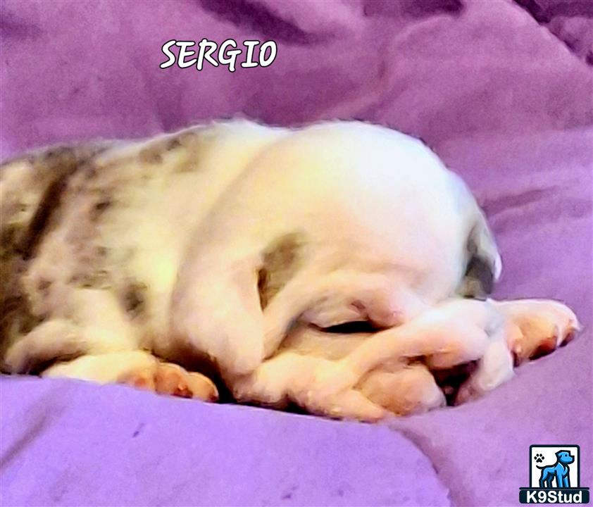 a old english bulldog dog sleeping on a blanket