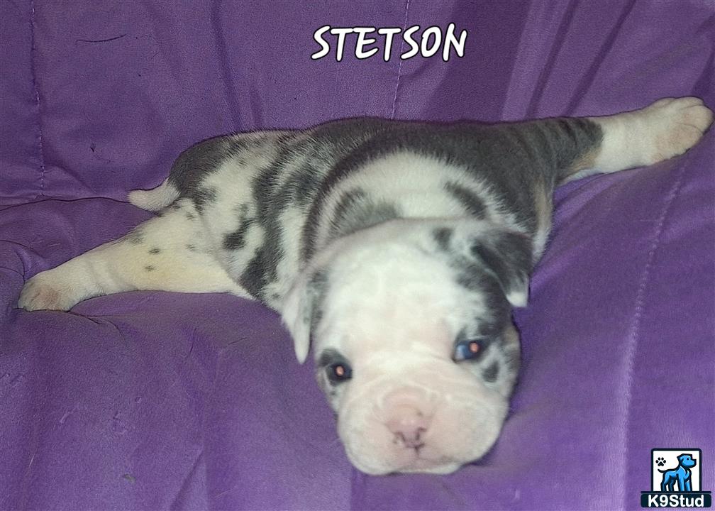 a old english bulldog dog lying on a purple blanket