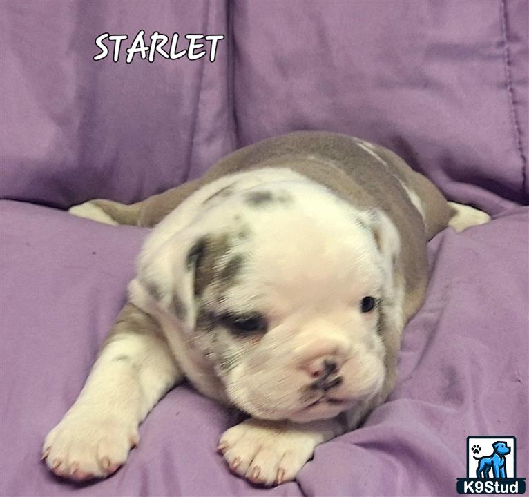 a old english bulldog puppy lying on a bed