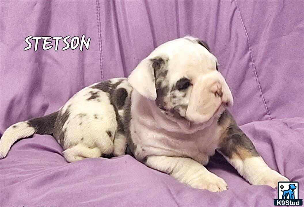 a old english bulldog dog lying on a old english bulldog dog