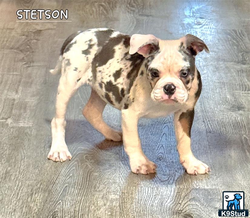 a old english bulldog dog sitting on the floor