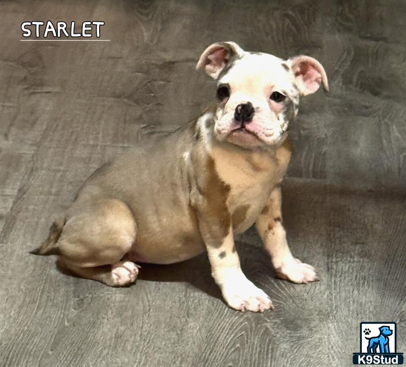 a old english bulldog dog sitting on the ground