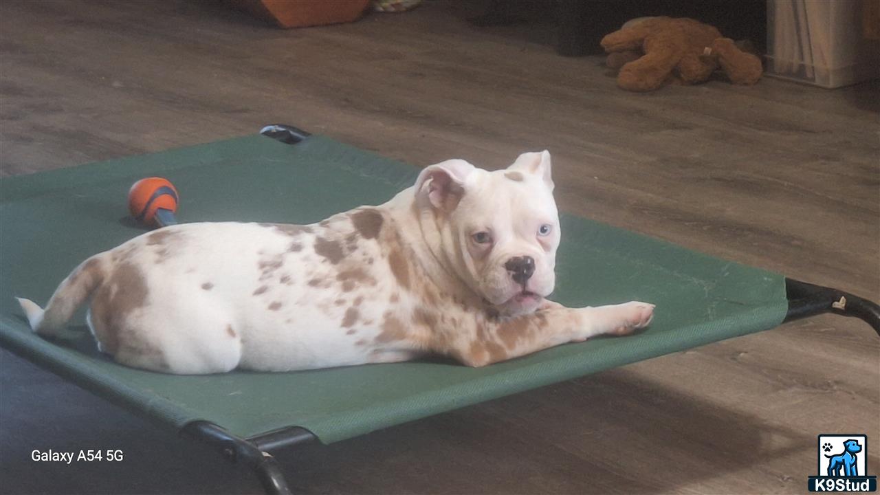 a old english bulldog dog lying in a pool