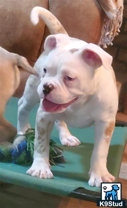 a old english bulldog dog with its tongue out