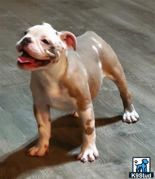 a old english bulldog dog standing on a wood floor