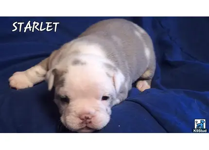 a old english bulldog puppy lying on a bed