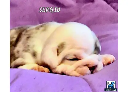 a old english bulldog dog sleeping on a blanket