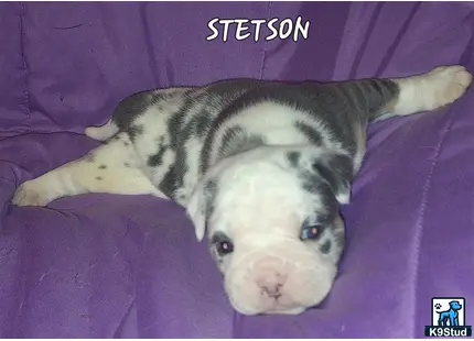 a old english bulldog dog lying on a purple blanket