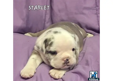 a old english bulldog puppy lying on a bed