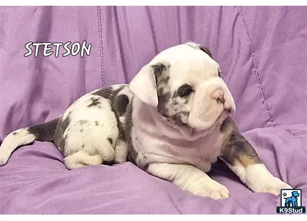 a old english bulldog dog lying on a old english bulldog dog