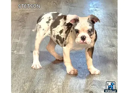 a old english bulldog dog sitting on the floor