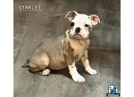 a old english bulldog dog sitting on the ground