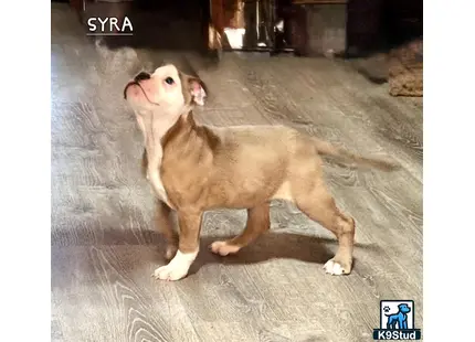 a old english bulldog dog wearing a suit