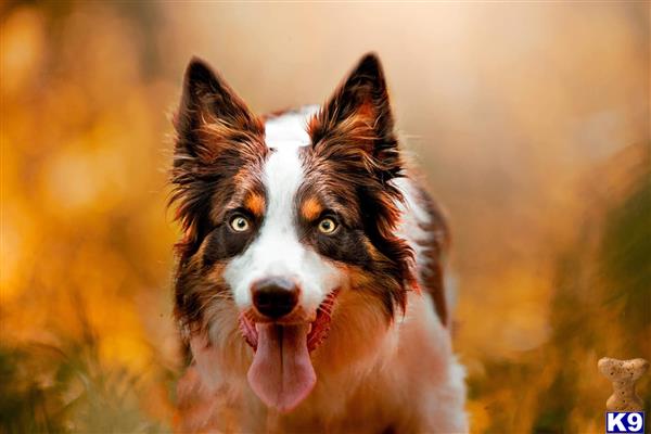 a border collie dog with its tongue out