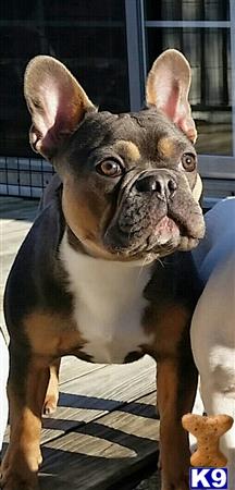 a french bulldog dog looking at the camera