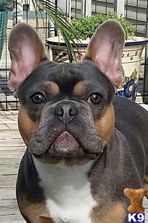 a french bulldog dog with its tongue out