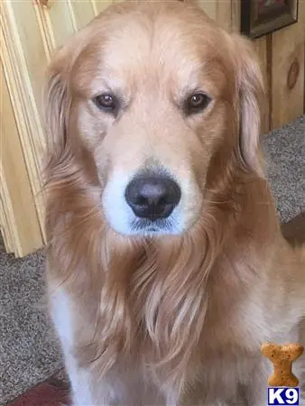 a golden retriever dog looking at the camera