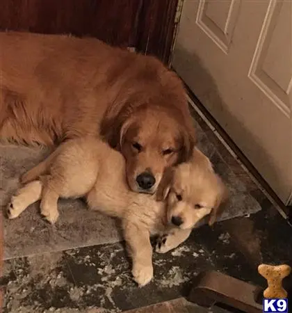 a golden retriever dog lying on another golden retriever dog