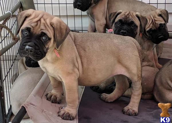 Bullmastiff Puppy for Sale: Bullmastiff puppy 3 Years old