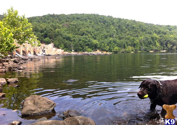 a labrador retriever dog standing in a body of water with rocks and trees in the background