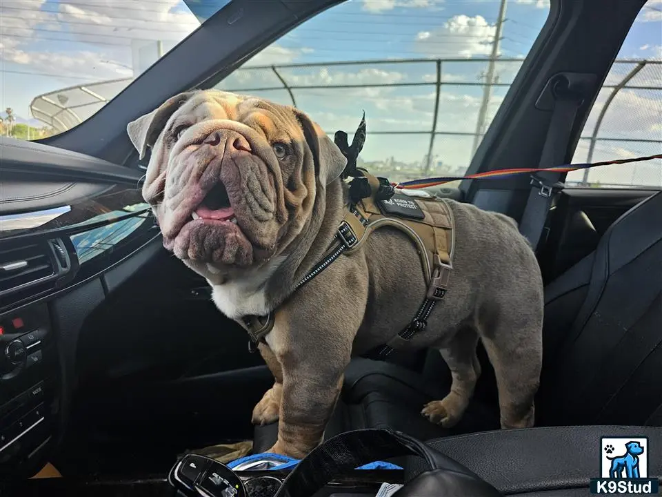a english bulldog dog in a car