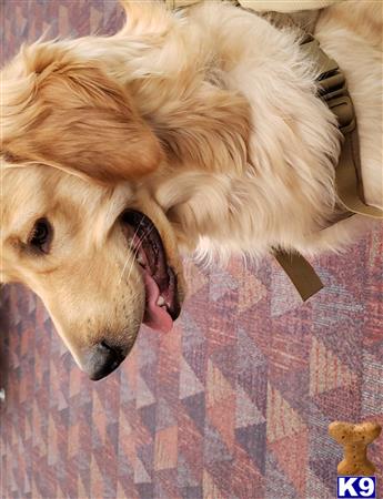 a golden retriever dog lying on a blanket