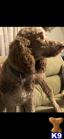 a poodle dog standing on a couch