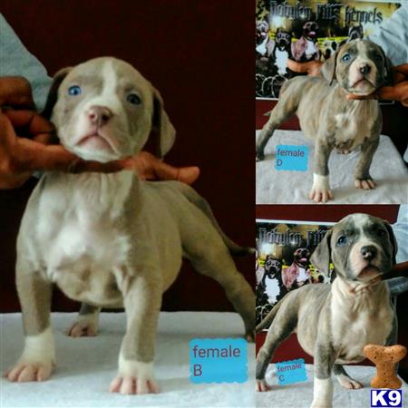 a collage of a american bully dog