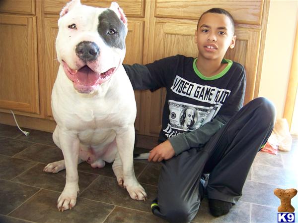 a boy sitting next to a american pit bull dog