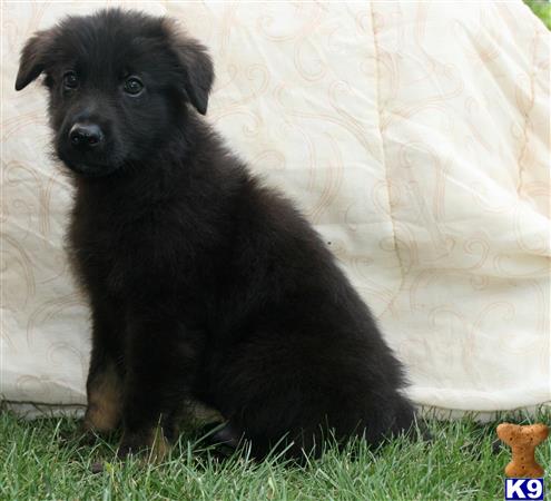 a black german shepherd dog sitting in the grass
