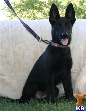 a german shepherd dog sitting on grass with a leash