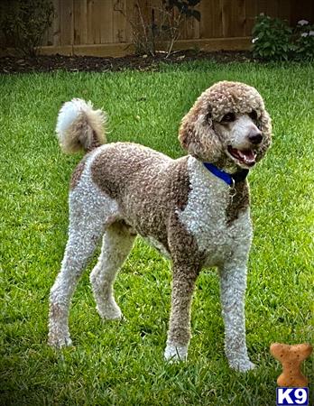 a poodle dog standing in a yard