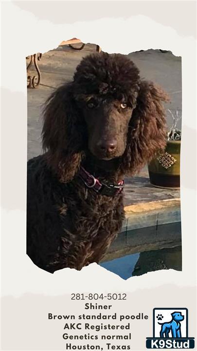 a poodle dog standing in a pool