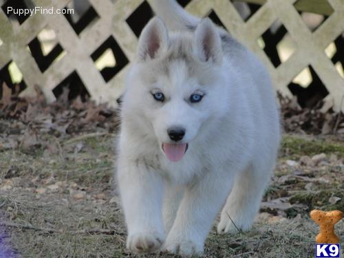 a white siberian husky puppy with blue eyes