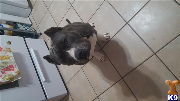 a american bully dog standing on a tile floor
