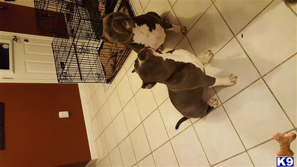 a group of american bully dogs standing on a tile floor