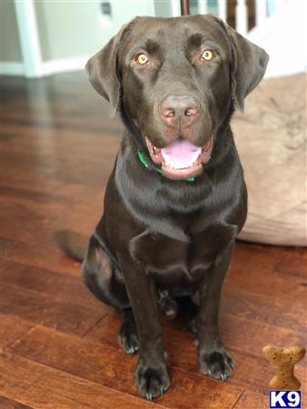 a labrador retriever dog sitting on the floor