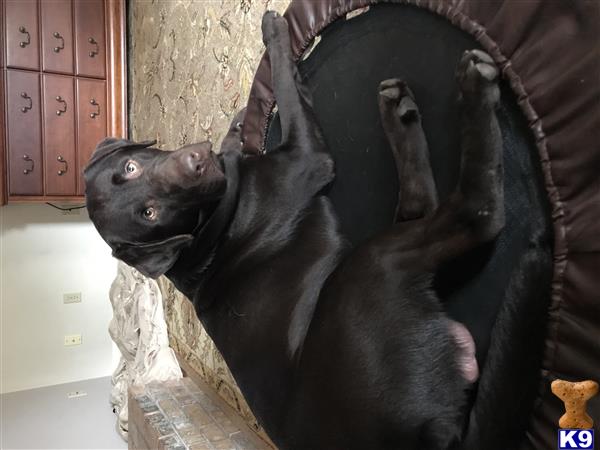 a labrador retriever dog lying on its back