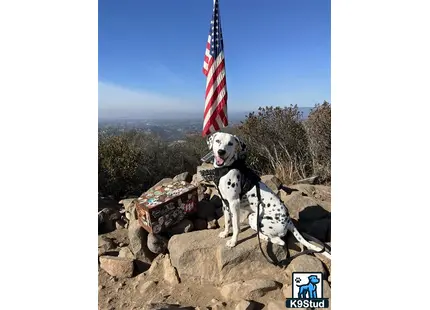 a dalmatian dog sitting on a rock with a flag in the background