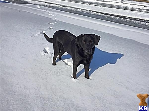 a black labrador retriever dog standing in the snow