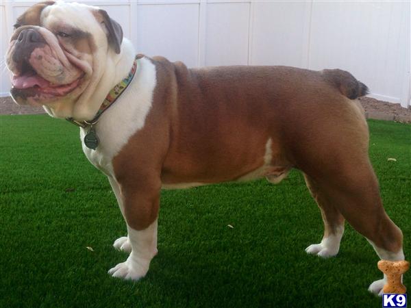 a english bulldog dog standing on grass