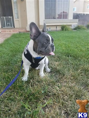 a french bulldog dog on a leash in the grass