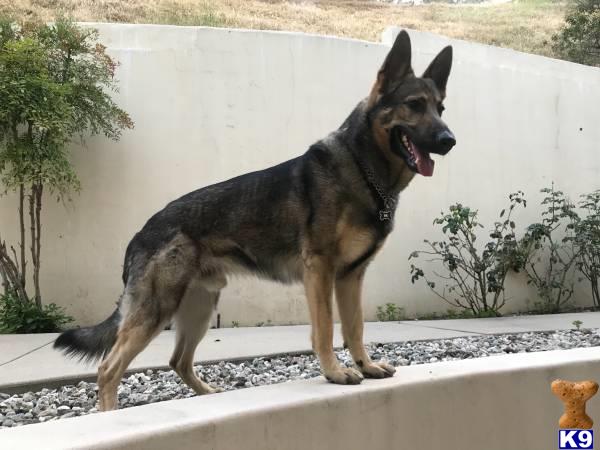 a german shepherd dog standing on a concrete surface