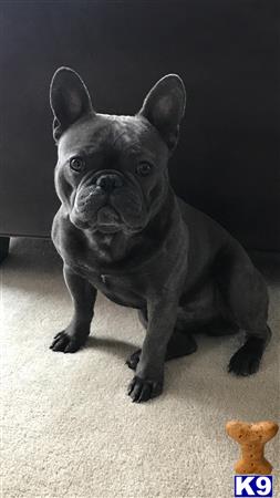 a french bulldog dog standing on a carpet