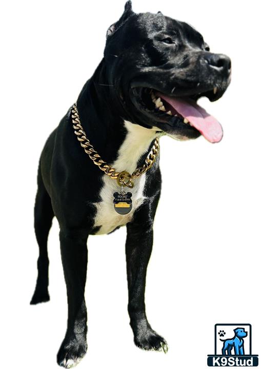 a black american pit bull dog with a chain